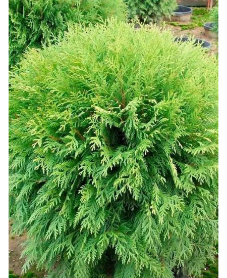 Туя 3-х летняя "Вудварди" (Woodwardy) высота саженца 30-40 см Туя 3-х летняя "Вудварди" (Woodwardy) высота саженца 30-40 см