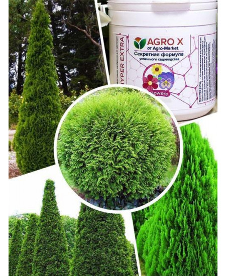 Туя, комплект из 4-х сортов "Секреты леса" (Secrets of the forest) 4шт саженцев + лучшее удобрение Туя, комплект из 4-х сортов "Секреты леса" (Secrets of the forest) 4шт саженцев + лучшее удобрение