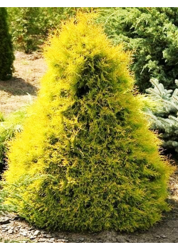 Туя 2-х летняя "Рейн Голд" (Rheingold) (контейнер С2)