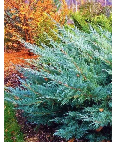 Можжевельник виргинский серовато-голубой Хец Можжевельник виргинский серовато-голубой Хец