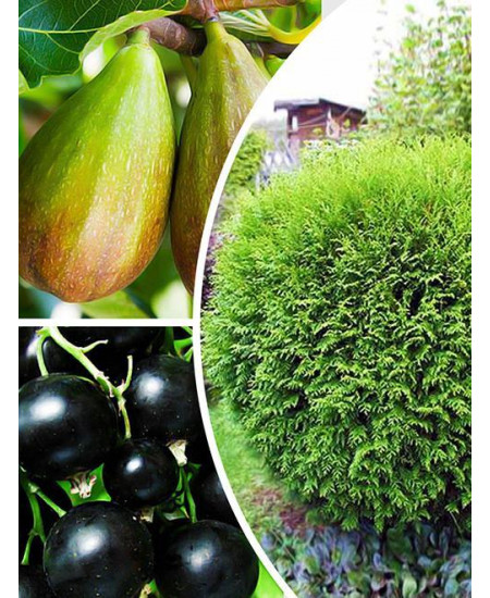 Комплект "Маэстро" (Maestro) микс из 3-х саженцев Комплект "Маэстро" (Maestro) микс из 3-х саженцев