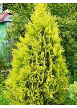 Туя западная золотисто-желтая "Еуропа Золото" (Europa Gold) (пирамидальная форма кроны, контейнер p9)