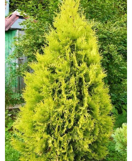 Туя западная золотисто-желтая "Еуропа Золото" (Europa Gold) (пирамидальная форма кроны, контейнер p9) Туя западная золотисто-желтая "Еуропа Золото" (Europa Gold) (пирамидальная форма кроны, контейнер p9)