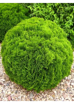 Туя западная зеленая "Даника" (Danica) (шаровидная форма кроны, контейнер p9)