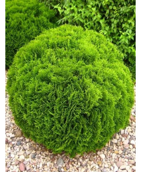 Туя западная зеленая "Даника" (Danica) (шаровидная форма кроны, контейнер p9) Туя западная зеленая "Даника" (Danica) (шаровидная форма кроны, контейнер p9)