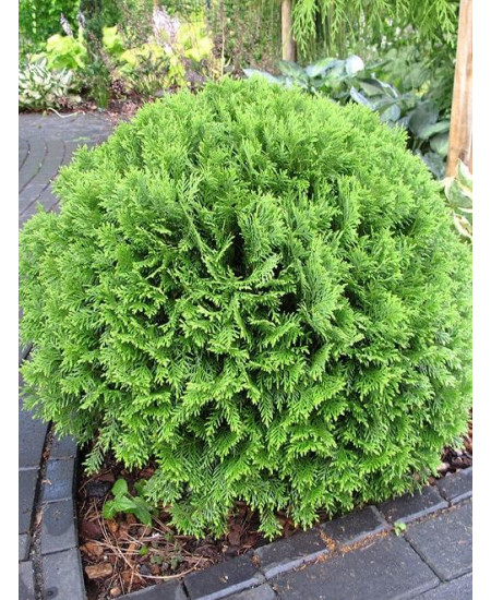 Туя западная зеленая "Даника" (Danica) (шаровидная форма кроны, контейнер p9) Туя западная зеленая "Даника" (Danica) (шаровидная форма кроны, контейнер p9)