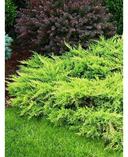 Можжевельник средний зеленый Матхот Можжевельник средний зеленый Матхот