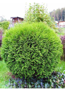 Туя западная зеленая "Вудвардии" (Woodwardii) (шаровидная форма кроны, контейнер p9)
