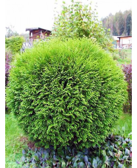 Туя западная зеленая "Вудвардии" (Woodwardii) (шаровидная форма кроны, контейнер p9) Туя западная зеленая "Вудвардии" (Woodwardii) (шаровидная форма кроны, контейнер p9)