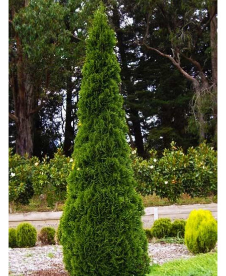 Туя западная темно-зеленая "Фастигиата" (Fastigiata) (колоновидная форма кроны, контейнер p9) Туя западная темно-зеленая "Фастигиата" (Fastigiata) (колоновидная форма кроны, контейнер p9)