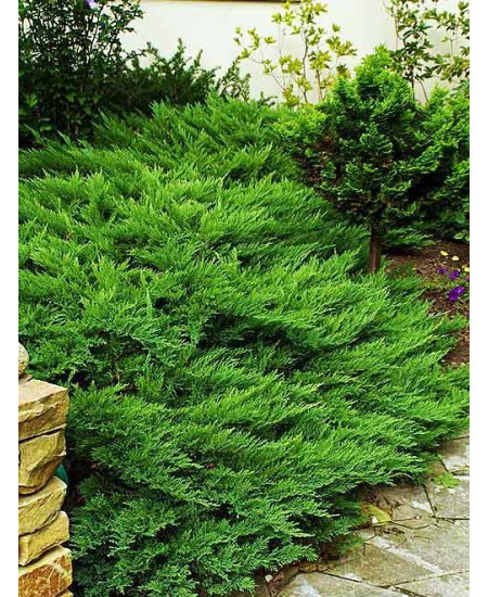 Можжевельник казацкий темно-зеленый Тамарискифолина Можжевельник казацкий темно-зеленый Тамарискифолина