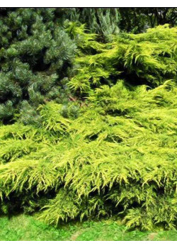 Можжевельник средний золотисто-зеленый Золото Мордигана