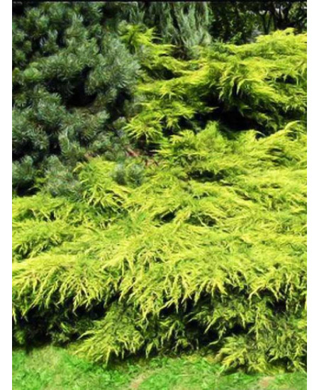 Можжевельник средний золотисто-зеленый Золото Мордигана Можжевельник средний золотисто-зеленый Золото Мордигана