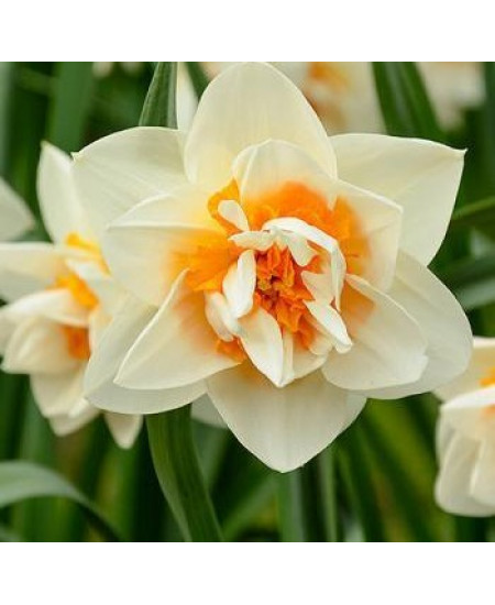 Нарцисс "Flower Parade" 3шт в упаковке Нарцисс "Flower Parade" 3шт в упаковке