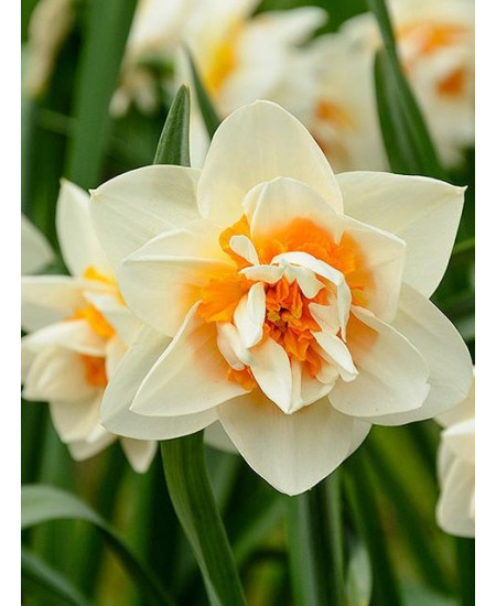 Нарцисс "Flower Parade" 3шт в упаковке Нарцисс "Flower Parade" 3шт в упаковке