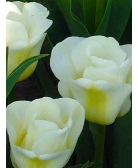 Тюльпан "Calgary" 3шт в упаковке Тюльпан "Calgary" 3шт в упаковке