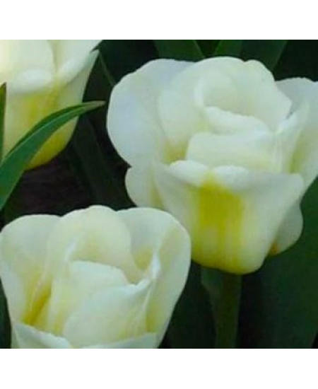 Тюльпан "Calgary" 3шт в упаковке Тюльпан "Calgary" 3шт в упаковке