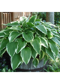 Хоста Антиох