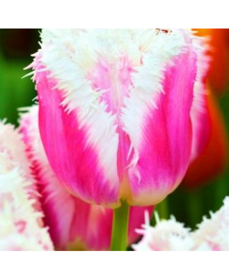 Тюльпан бахромчатый "Сиеста" (Siesta) 3шт в упаковке (размер 11\12) Тюльпан бахромчатый "Сиеста" (Siesta) 3шт в упаковке (размер 11\12)