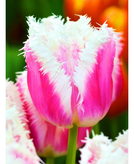 Тюльпан бахромчатый "Сиеста" (Siesta) 3шт в упаковке (размер 11\12) Тюльпан бахромчатый "Сиеста" (Siesta) 3шт в упаковке (размер 11\12)