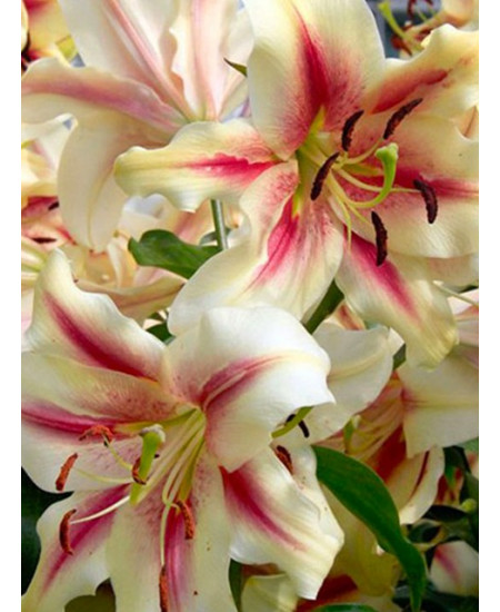 Лилия от-гибрид "Лавон" (Lavon) 1шт в упаковке (размер 16\18) Лилия от-гибрид "Лавон" (Lavon) 1шт в упаковке (размер 16\18)