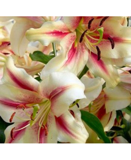 Лилия от-гибрид "Лавон" (Lavon) 1шт в упаковке (размер 16\18) Лилия от-гибрид "Лавон" (Lavon) 1шт в упаковке (размер 16\18)