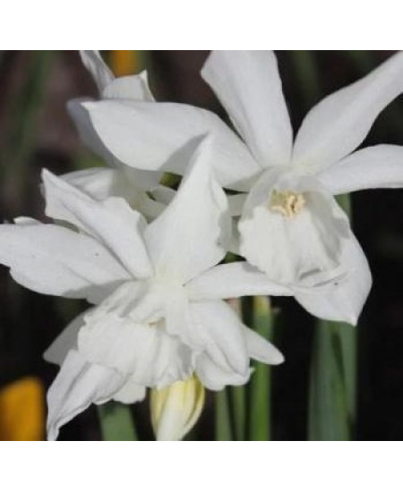 Нарцисс "Thalia" 3шт в упаковке Нарцисс "Thalia" 3шт в упаковке