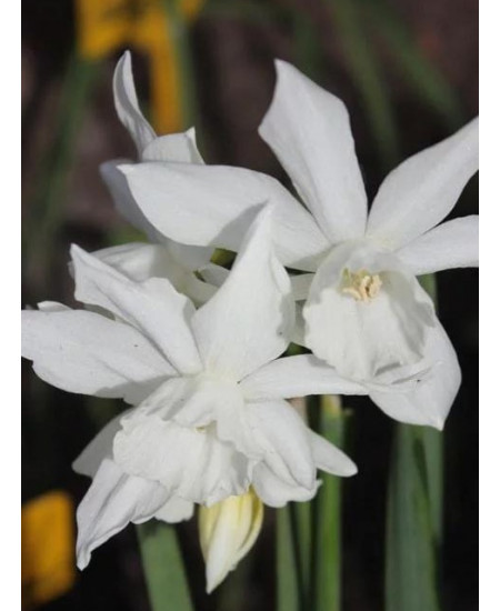 Нарцисс "Thalia" 3шт в упаковке Нарцисс "Thalia" 3шт в упаковке