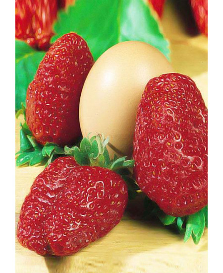 Клубника Мармелада (Упаковка 5шт) Клубника Мармелада (Упаковка 5шт)