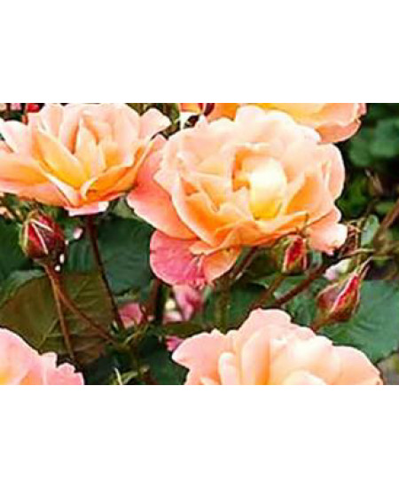 Роза плетистая Полная Луна Роза плетистая Полная Луна