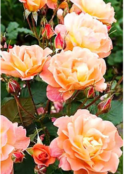 Роза плетистая Полная Луна