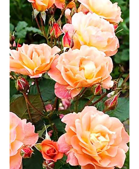 Роза плетистая Полная Луна Роза плетистая Полная Луна