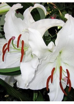 Лилия "Simplon" 3шт в упаковке