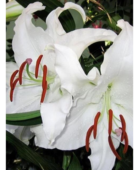 Лилия "Simplon" 3шт в упаковке Лилия "Simplon" 3шт в упаковке