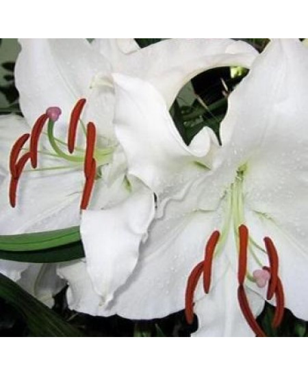 Лилия "Simplon" 3шт в упаковке Лилия "Simplon" 3шт в упаковке