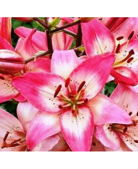 Лилия азиатская "Розеллас Дрим" (Rosella's Dream) 3шт в упаковке (размер 12\14) Лилия азиатская "Розеллас Дрим" (Rosella's Dream) 3шт в упаковке (размер 12\14)