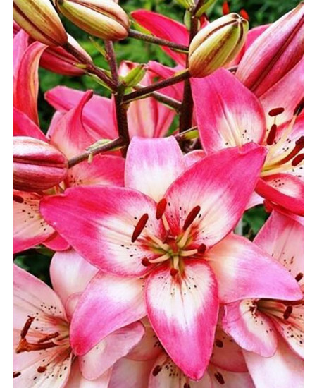 Лилия азиатская "Розеллас Дрим" (Rosella's Dream) 3шт в упаковке (размер 12\14) Лилия азиатская "Розеллас Дрим" (Rosella's Dream) 3шт в упаковке (размер 12\14)