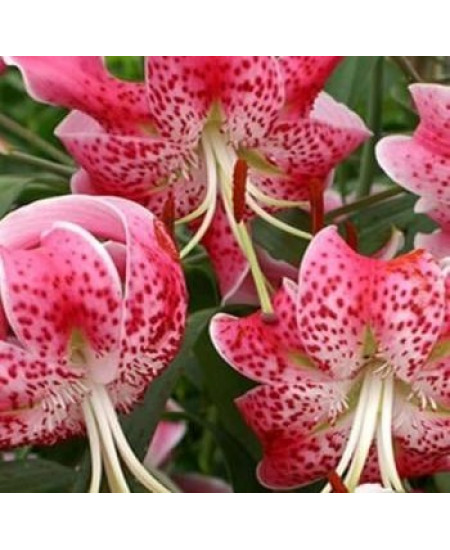 Лилия "Speciosum Rubrum" 3шт в упаковке Лилия "Speciosum Rubrum" 3шт в упаковке