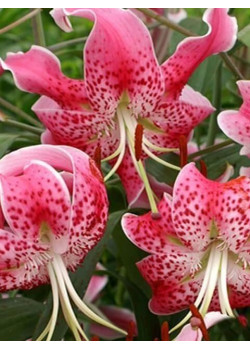 Лилия "Speciosum Rubrum" 3шт в упаковке