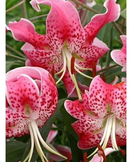 Лилия "Speciosum Rubrum" 3шт в упаковке Лилия "Speciosum Rubrum" 3шт в упаковке