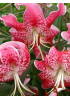 Лилия "Speciosum Rubrum" 3шт в упаковке Лилия "Speciosum Rubrum" 3шт в упаковке