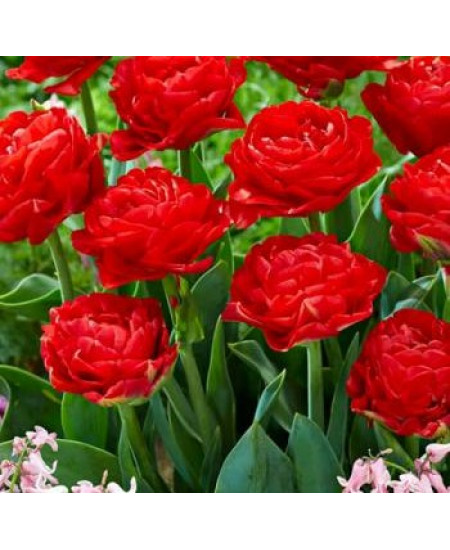 Тюльпан махровый ранний "Памплона" (Pamplona) 3шт в упаковке (размер 12/+) Тюльпан махровый ранний "Памплона" (Pamplona) 3шт в упаковке (размер 12/+)