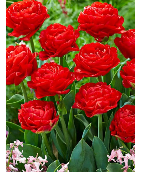 Тюльпан махровый ранний "Памплона" (Pamplona) 3шт в упаковке (размер 12/+) Тюльпан махровый ранний "Памплона" (Pamplona) 3шт в упаковке (размер 12/+)