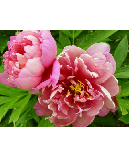 Пион Пинк Дабл Молочноцветковый Пион Пинк Дабл Молочноцветковый