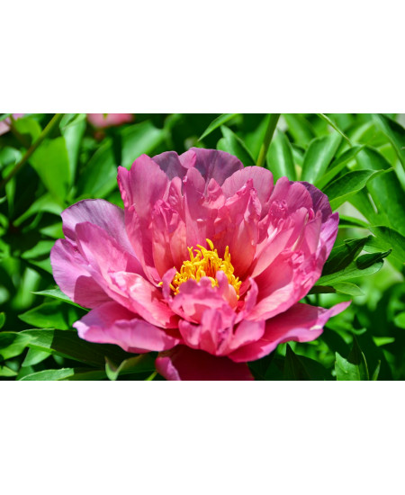 Пион Пинк Дабл Молочноцветковый Пион Пинк Дабл Молочноцветковый