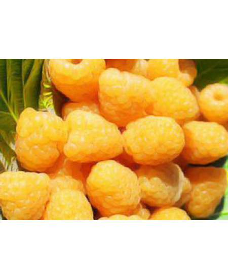 Малина Утренняя роса Малина Утренняя роса