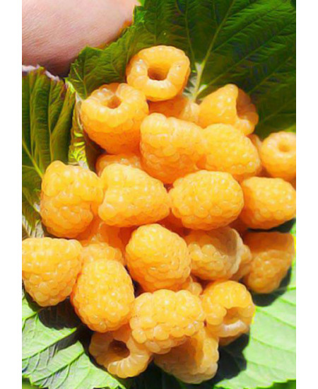 Малина Утренняя роса Малина Утренняя роса