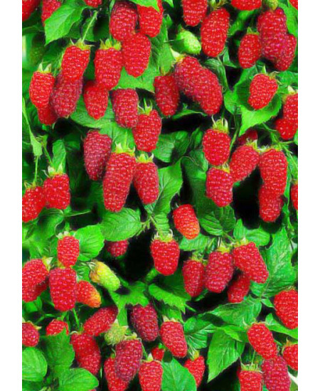 Малина (малиновое дерево) Галактика Малина (малиновое дерево) Галактика