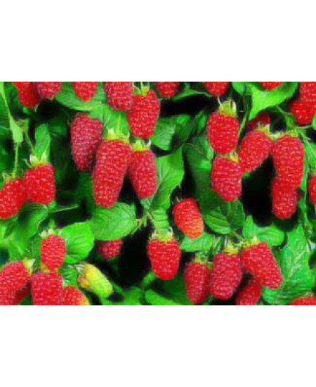 Малина (малиновое дерево) Галактика Малина (малиновое дерево) Галактика