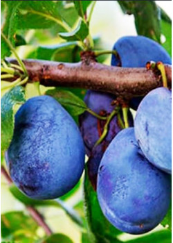 Слива Прикубанская